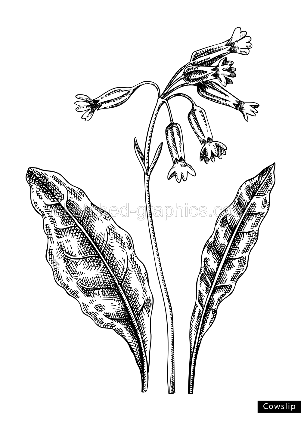 Cowslip flower sketch in engraved style. Floral branch with buds and leaves. Black contoured primrose drawing. Botanical vector illustration of spring woodland plant isolated on white background Illustration